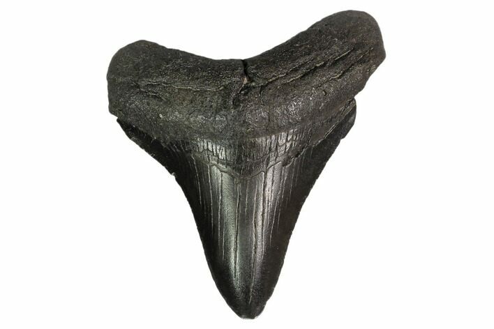 Fossil Megalodon Tooth - Georgia #159745